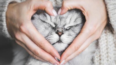 5 Significados do Gato para o Ser Humano: Descubra Aqui!