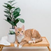 5 Super Poderes Incríveis que os Gatos Têm