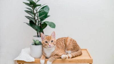 5 Super Poderes Incríveis que os Gatos Têm