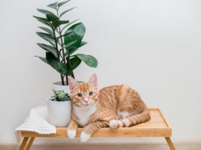 5 Super Poderes Incríveis que os Gatos Têm