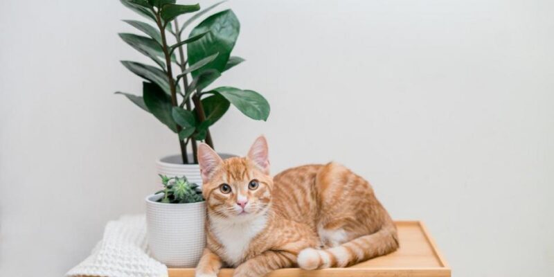 5 Super Poderes Incríveis que os Gatos Têm