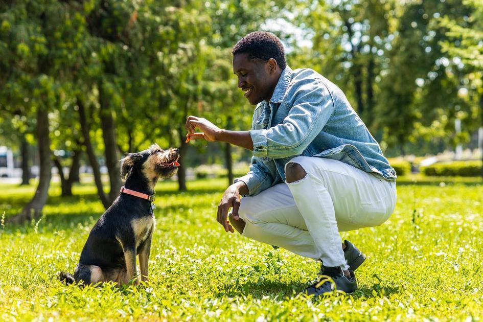 A alimentação adequada para cães A alimentação adequada para cães