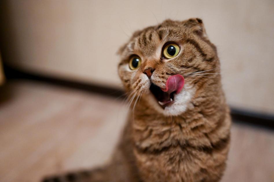 A Estrutura dos Olhos dos Gatos