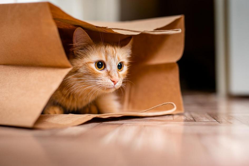 A influência dos gatos na cultura popular