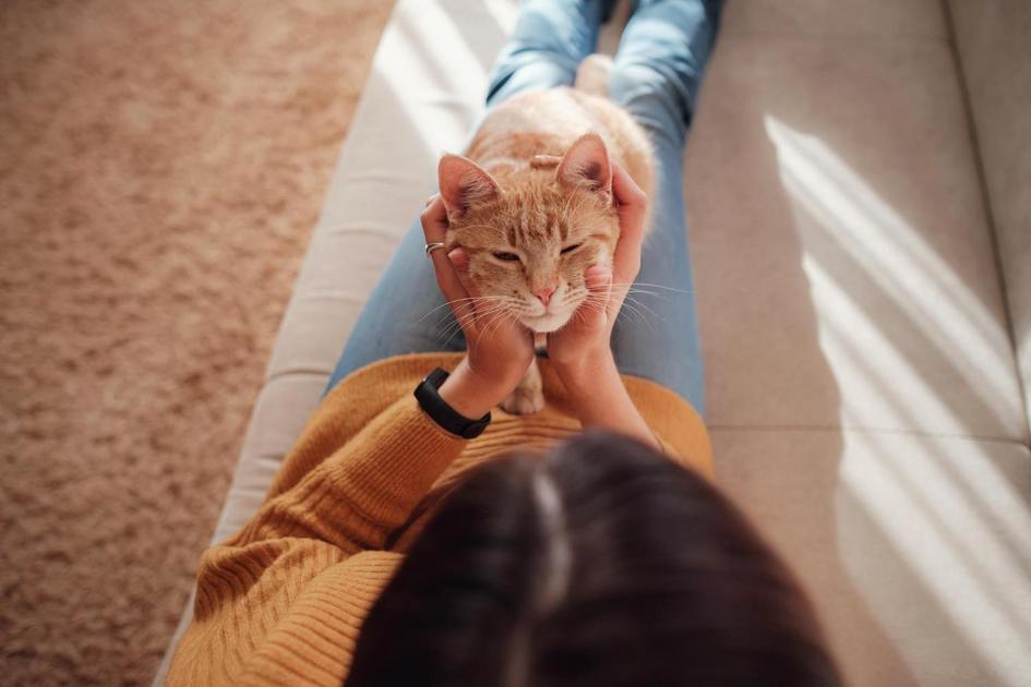 Alimentação: O que os Gatos Gostam de Comer Alimentação: O que os Gatos Gostam de Comer