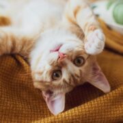 As 5 Funções Essenciais de um Gato em Casa