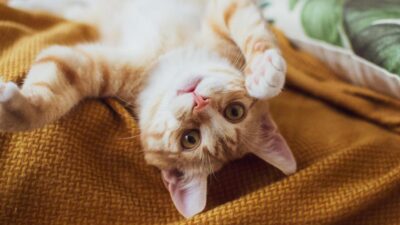 As 5 Funções Essenciais de um Gato em Casa