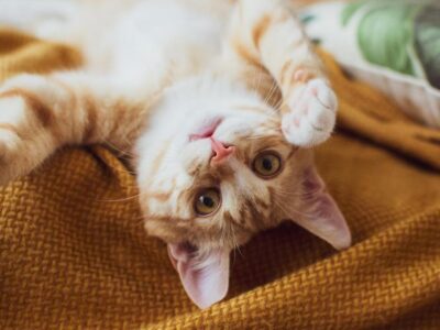As 5 Funções Essenciais de um Gato em Casa