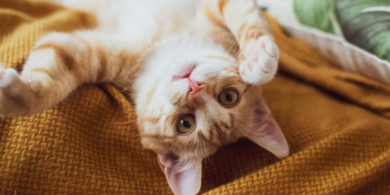 As 5 Funções Essenciais de um Gato em Casa