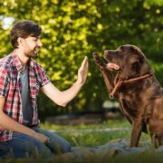 Cachorro pode comer abóbora? Descubra os Benefícios Incríveis!