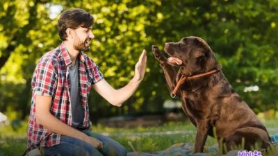 Cachorro pode comer abóbora? Descubra os Benefícios Incríveis!