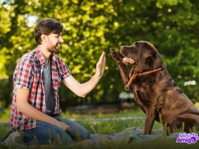 Cachorro pode comer abóbora? Descubra os Benefícios Incríveis!