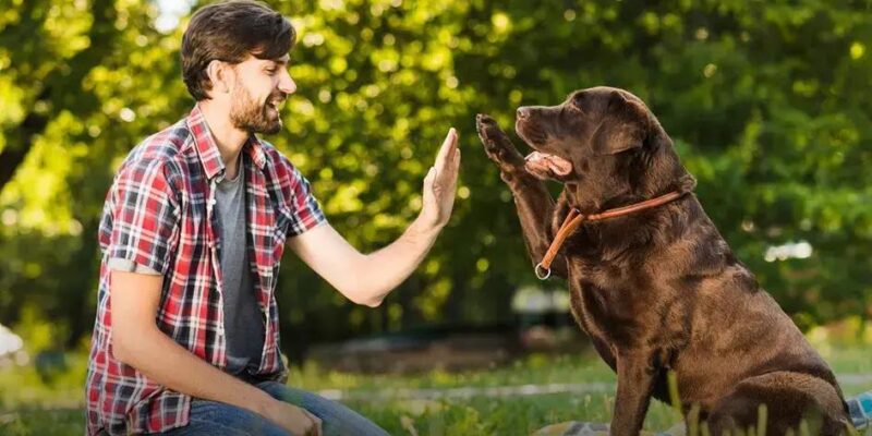 Cachorro pode comer abóbora? Descubra os Benefícios Incríveis!