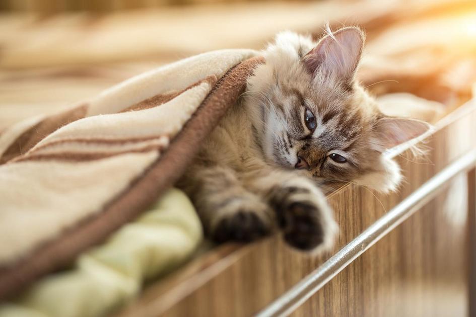 Como os gatos demonstram afeto Como os gatos demonstram afeto