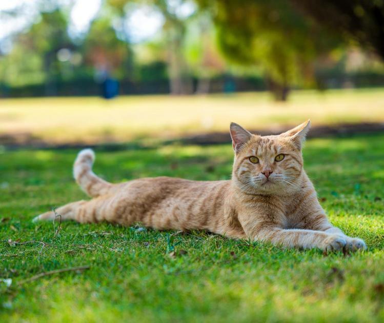 Como os gatos são mestres na adaptação Como os gatos são mestres na adaptação
