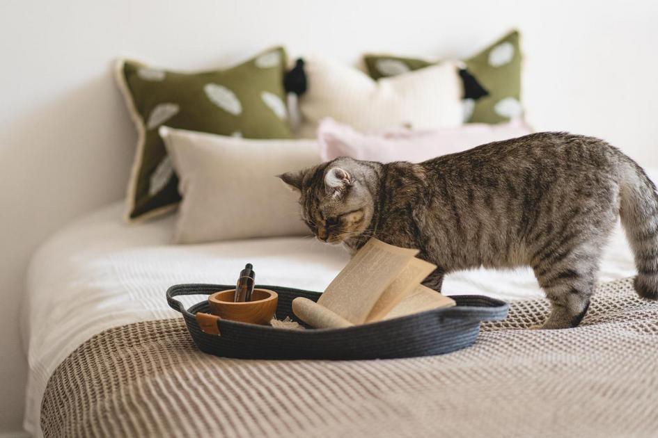 Comportamento e linguagem corporal dos gatos Comportamento e linguagem corporal dos gatos
