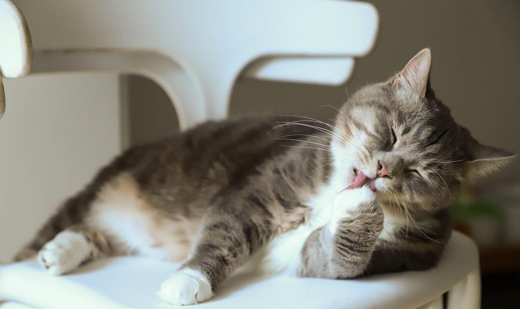 Compreendendo a caça e o instinto dos felinos Compreendendo a caça e o instinto dos felinos