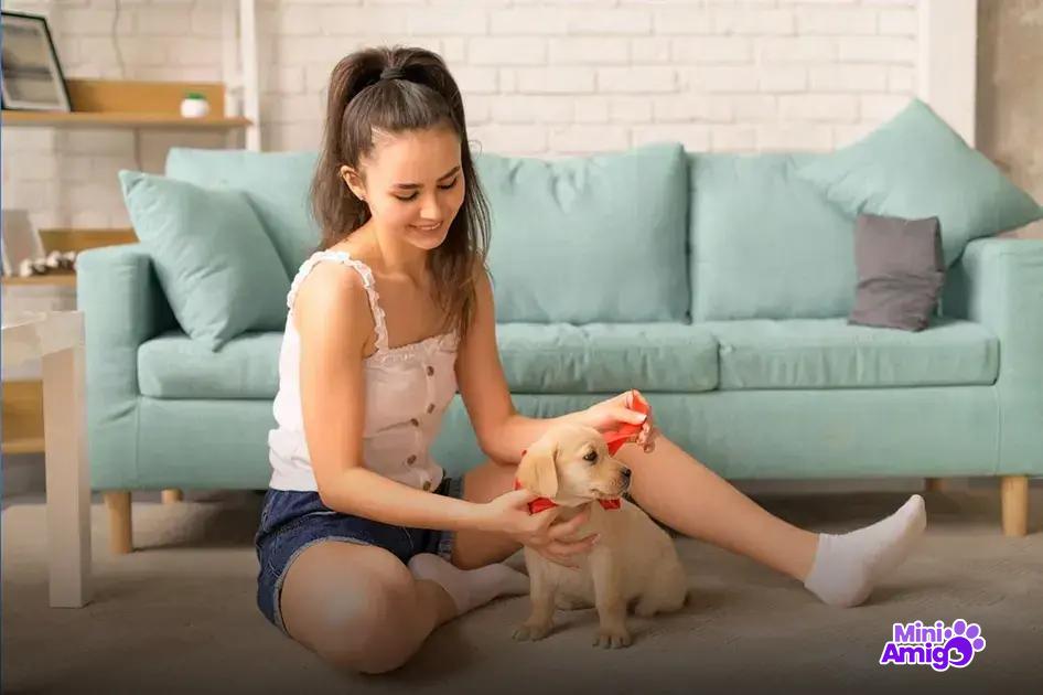 Conclusão sobre alimentação canina