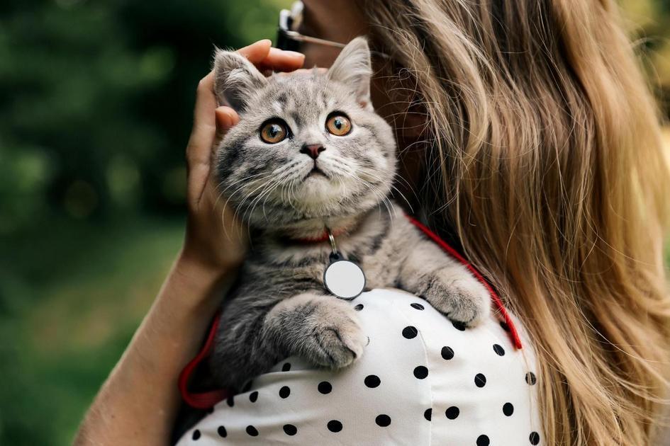 Curiosidades Incríveis sobre a Visão dos Gatos