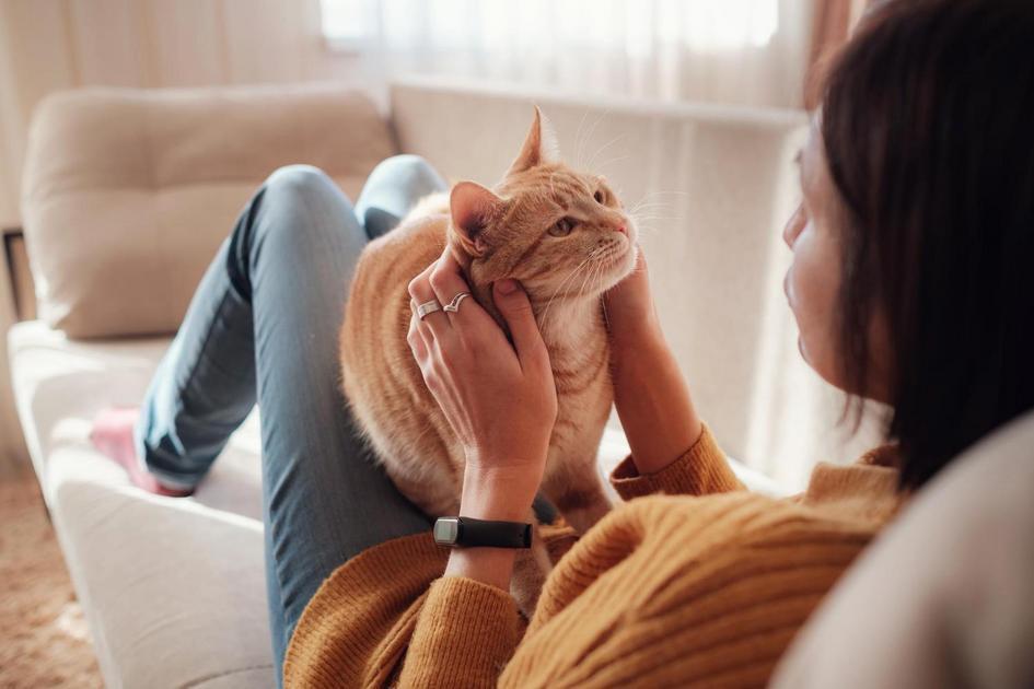Curiosidades Surpreendentes sobre Gatos Curiosidades Surpreendentes sobre Gatos