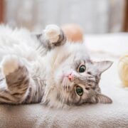 Descubra o Poder do Gato: 5 Razões para Apreciá-los