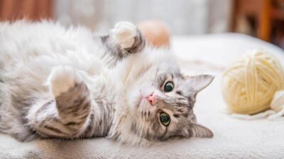 Descubra o Poder do Gato: 5 Razões para Apreciá-los