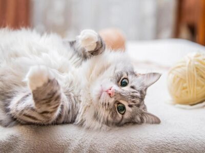 Descubra o Poder do Gato: 5 Razões para Apreciá-los