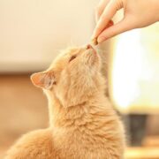 Descubra Quais são as Emoções dos Gatos e Como Interpretá-las