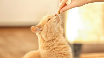Descubra Quais são as Emoções dos Gatos e Como Interpretá-las
