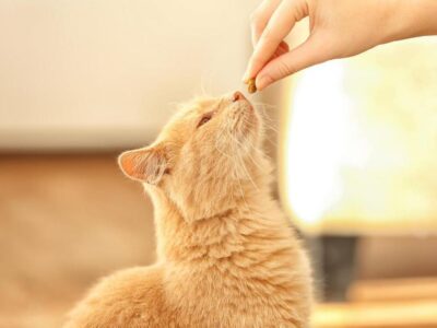 Descubra Quais são as Emoções dos Gatos e Como Interpretá-las