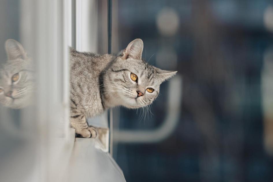 Gatos como companheiros emocionais