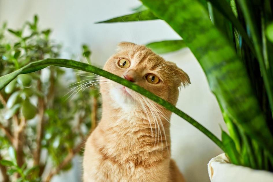 Gatos e a Energia Positiva