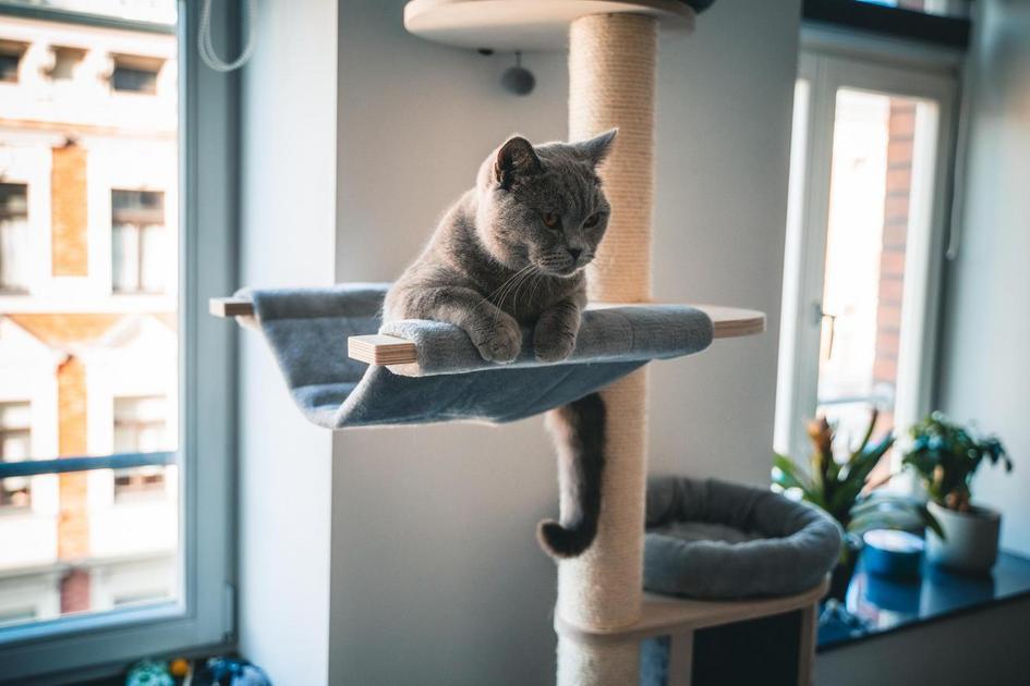 Gatos e a Redução do Estresse Gatos e a Redução do Estresse