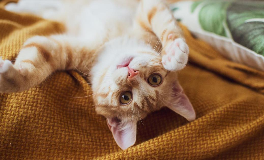Gatos e os laços familiares