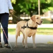 Mordedor para cachorro: Como escolher o melhor para seu pet