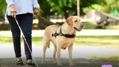 Mordedor para cachorro: Como escolher o melhor para seu pet