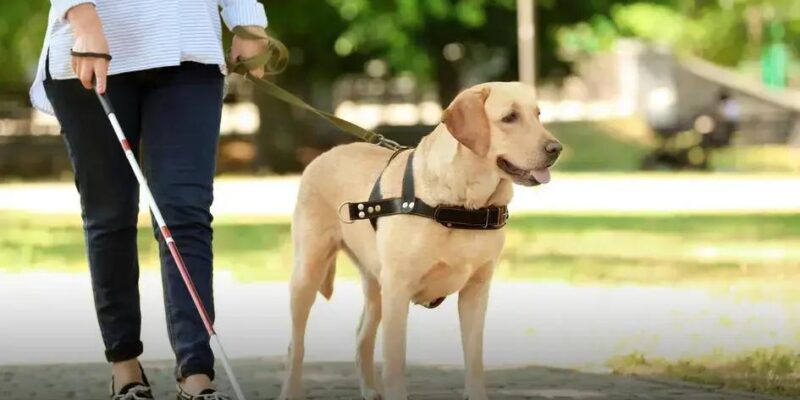 Mordedor para cachorro: Como escolher o melhor para seu pet