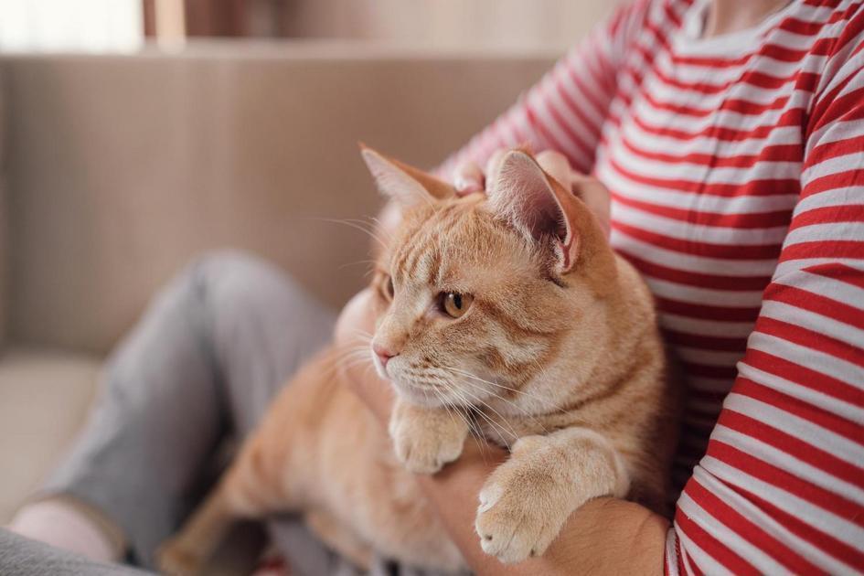 O papel do gato na mitologia e na cultura O papel do gato na mitologia e na cultura