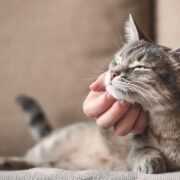 O que o gato entende? 5 Fatos Surpreendentes