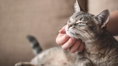 O que o gato entende? 5 Fatos Surpreendentes