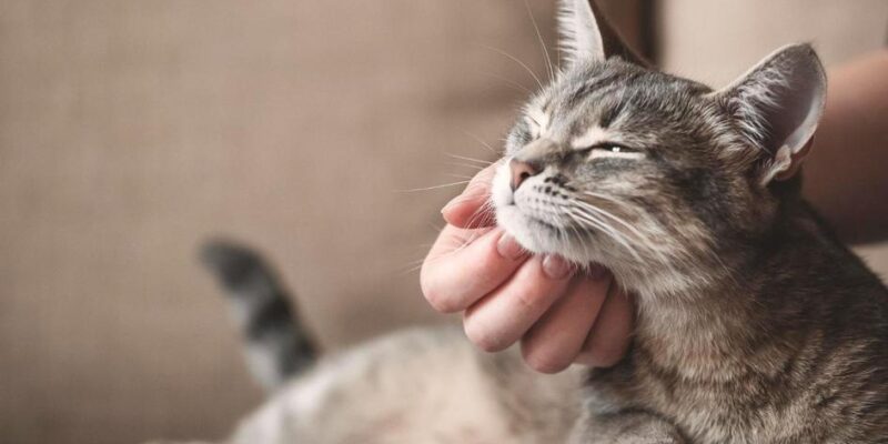 O que o gato entende? 5 Fatos Surpreendentes