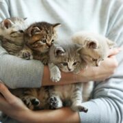 O que o gato pode transmitir? 5 Mensagens que você precisa saber!