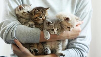 O que o gato pode transmitir? 5 Mensagens que você precisa saber!