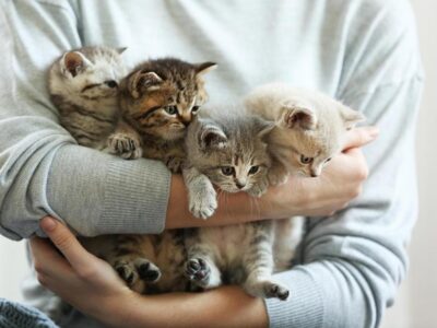 O que o gato pode transmitir? 5 Mensagens que você precisa saber!