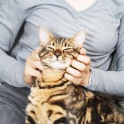 Qual é a Diferença entre Gato e Gata? Descubra Aqui!