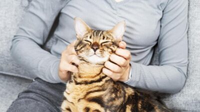 Qual é a Diferença entre Gato e Gata? Descubra Aqui!