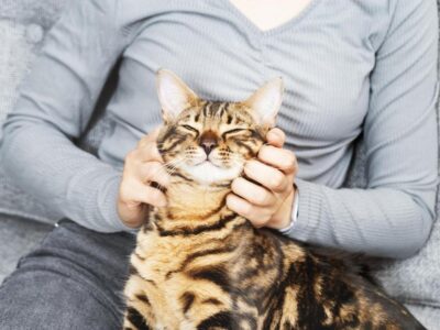 Qual é a Diferença entre Gato e Gata? Descubra Aqui!