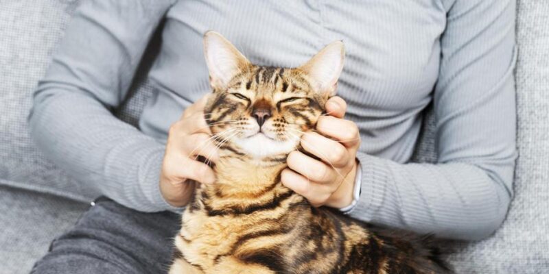 Qual é a Diferença entre Gato e Gata? Descubra Aqui!