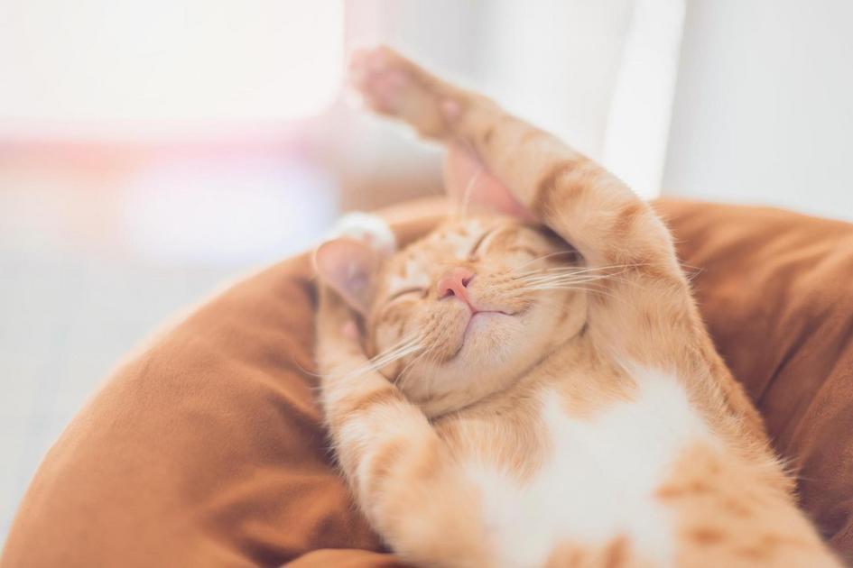 Sinais de estresse e desconforto em gatos Sinais de estresse e desconforto em gatos