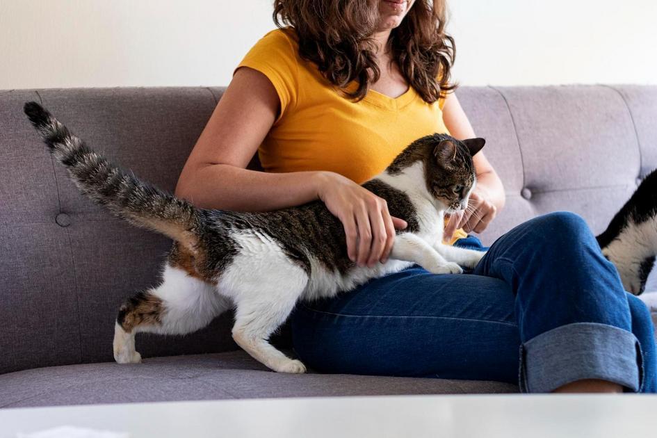 Socialização e Empatia dos Gatos